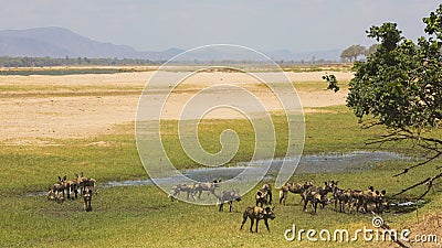 Pack of African Wild Dog (Lycaon pictus) on the Zambezi floodplain Stock Photo