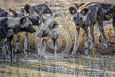 Pack of African wild dogs drinking. Stock Photo