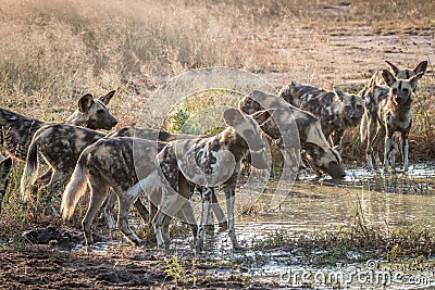 A pack of African wild dogs drinking. Stock Photo