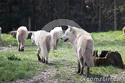Pack of arctic wolves at the edge of a forest Stock Photo