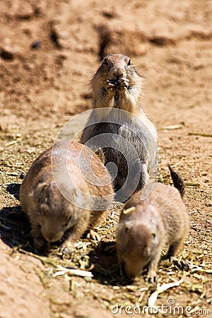 Prairie dogs Stock Photo