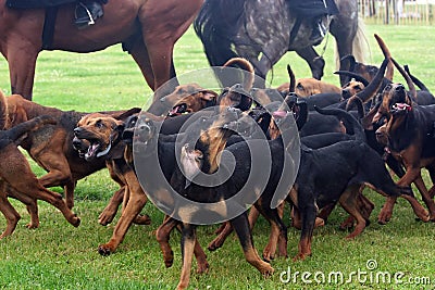 Pack of bloodhounds Stock Photo