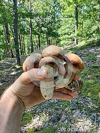 Pack of boletes Stock Photo