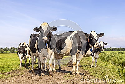 Pack cows, a black and white herd, group together in a field, happy and joyful and a blue sky Stock Photo