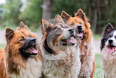 Pack of cute elo dogs outdoors Stock Photo