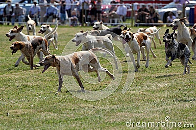 A pack of English foxhounds Editorial Stock Photo