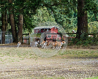 Pack of foxhouds Stock Photo