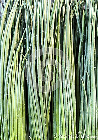 Pack of fresh spring onions background texture. Fresh Green onion pattern. Bunch green onion Stock Photo