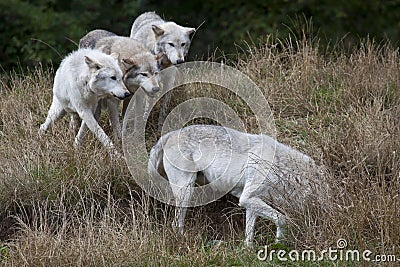 Pack of Grey Wolves Stock Photo