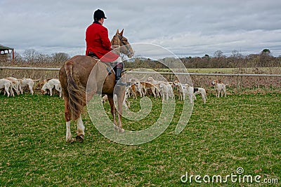 Fox hunting with a pack of hounds Editorial Stock Photo