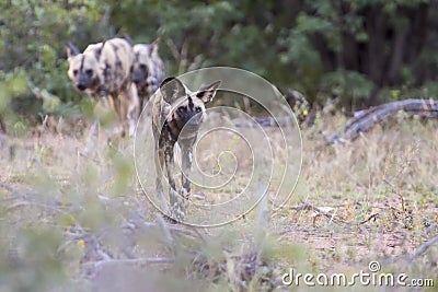 Pack of African wild dogs hunting for food in the bush Stock Photo