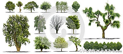 Pack of isolated trees on a white background Stock Photo
