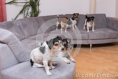 A pack of Jack Russell Terrier are sitting on a sofa Stock Photo