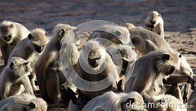 Pack of monkeys langurs actively feeds on scattered nuts Stock Photo