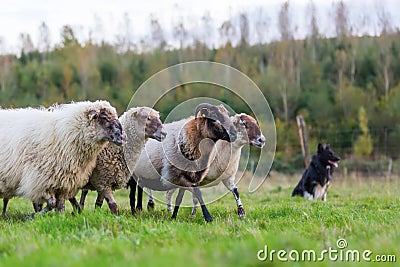 Pack of sheep with an Australian Shepherd dog Stock Photo