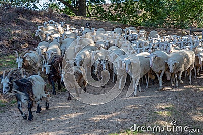 Pack of sheep close together being lead by a sheepherder Stock Photo