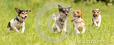 A pack of small Jack Russell Terrier are running and playing together in the meadow with a ball Stock Photo