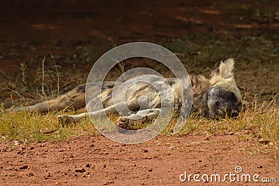 Wild dog relaxing during hot summer in Kruger National park Stock Photo