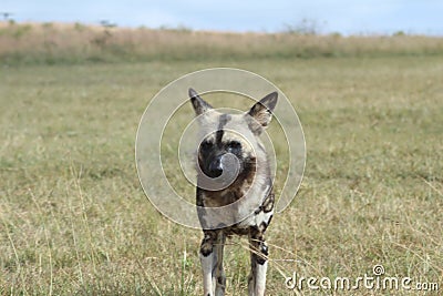 Wild dogs in Kruger National park Stock Photo