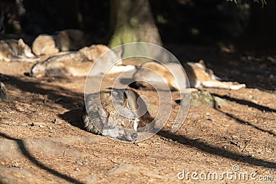 A pack of wild wolves are sleeping in the sun. One Wolf in the foreground. Stock Photo