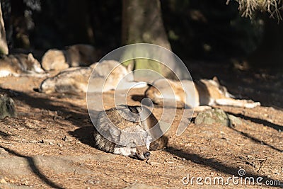 A pack of wild wolves are sleeping in the sun. One Wolf in the foreground. Stock Photo