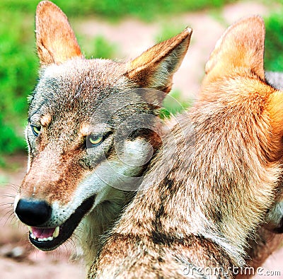 Pack of wolfs Stock Photo