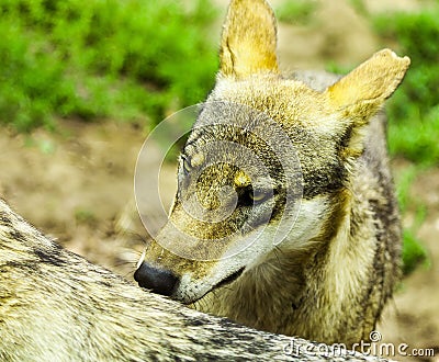 Pack of wolfs Stock Photo