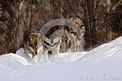 Pack of wolves canis lupus in winter, wolfs running in snow, attractive winter scene with wolves , beautiful winter landscape Stock Photo