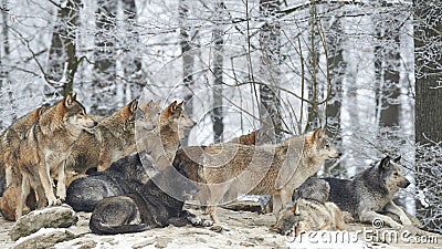 A Pack of wolves Stock Photo