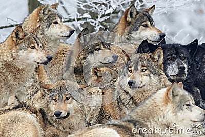 A Pack of wolves Stock Photo