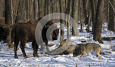Pack of wolves vs. Herd of European bison Stock Photo