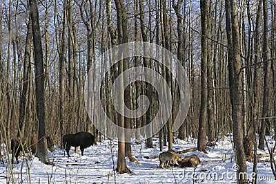 Pack of wolves vs. Herd of European bison Stock Photo