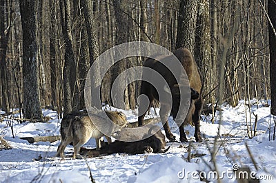 Pack of wolves vs. Herd of European bison Stock Photo