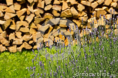 Pack of wood Stock Photo