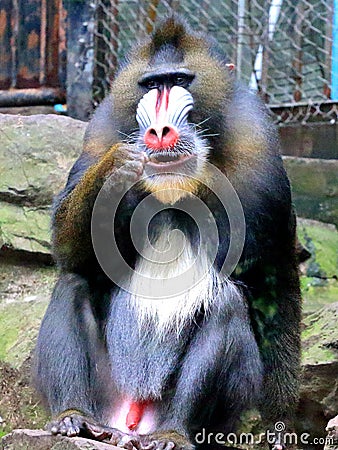 Package, the joys and sorrows of the mandrill expression. Stock Photo