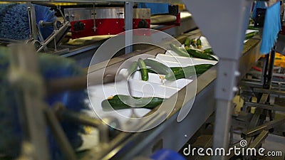 Packaging machine for cucumber at factory stock video footage Packaging machine for cucumber at factory stock video footage