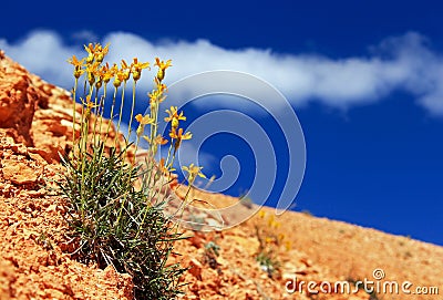 Packera cana flower or Woolly groundsel flower, Bryce Canyon National Park Stock Photo