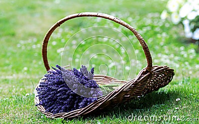 A Packet Lavender Stock Photo