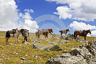 Packhorse herd horses waiting for their riders Stock Photo