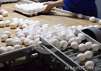 Packing and sorting of chicken eggs at a poultry farm in special trays from a conveyor, close-up, process Stock Photo