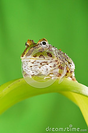 Pacman frog Stock Photo