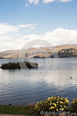pacucha lake coast and flower in abancay, Stock Photo