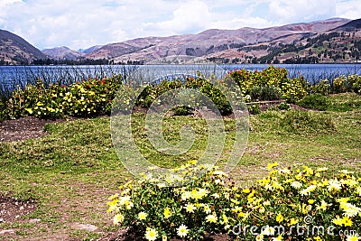 pacucha lake coast and flower in abancay, Stock Photo