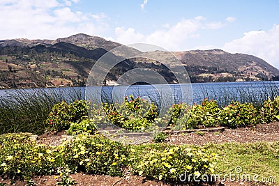 pacucha lake coast and flower in abancay, Stock Photo