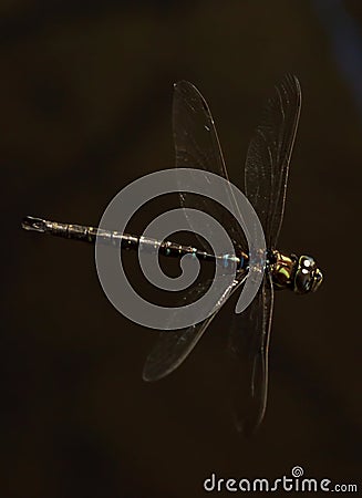 Paddle Tailed Darner - Aeshna palmata Stock Photo