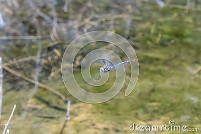 Paddle-tailed Darner Dragonfly Aeshna palmata in Flight in Northern Colorado Stock Photo