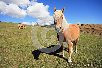 A paddock in alto adige Stock Photo