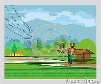Paddy Agriculture in india Stock Photo