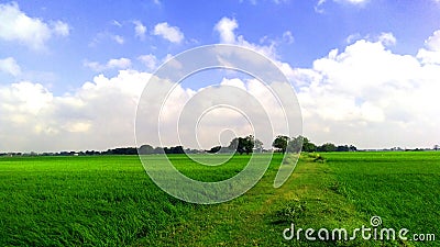 Paddy crops field clouds blue sky raw path Stock Photo