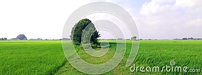 Paddy crops field green plants snap Stock Photo